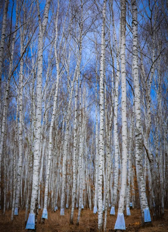 台桦树汁准备割谁开元棋牌李诞站